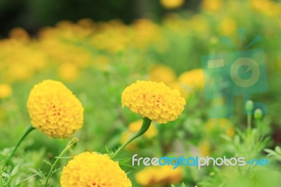 Marigold Flowers Of Nature In Garden Stock Photo