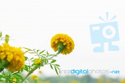 Marigold Flowers On Sky Stock Photo