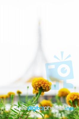 Marigold Flowers With Beautiful Stock Photo