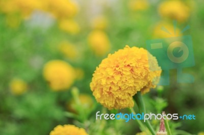 Marigold Flowers With Beauty Stock Photo