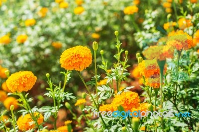 Marigold In A Plantation Stock Photo