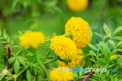 Marigold In Garden Stock Photo