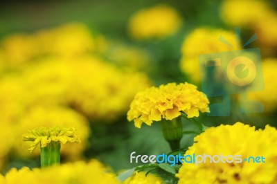 Marigold In Garden With Nature Stock Photo