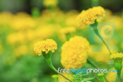 Marigold Of Beauty In Garden Stock Photo