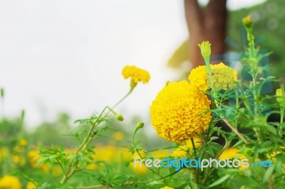 Marigold Of Nature Stock Photo