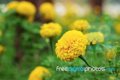 Marigold Of Nature Stock Photo