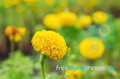 Marigold On Plantation Stock Photo