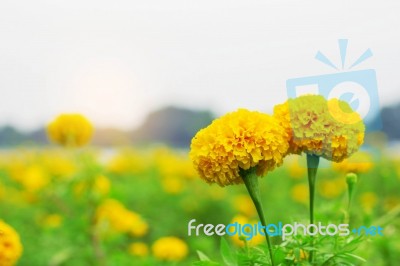 Marigold With Beautiful Stock Photo