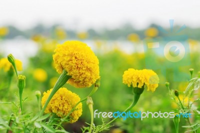 Marigold With Beautiful Stock Photo