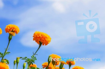 Marigold With Beautiful Of The Blue Sky Stock Photo