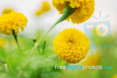 Marigold With Beauty At Sky Stock Photo