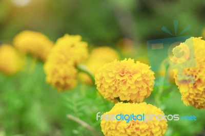 Marigold With Beauty Background Stock Photo