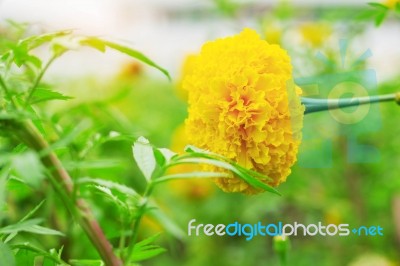 Marigold With Beauty Of Nature Stock Photo