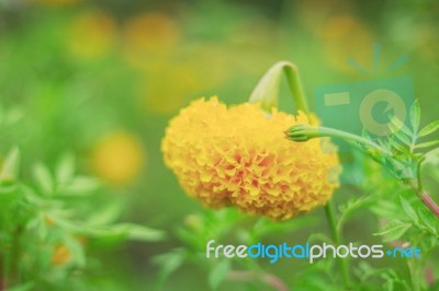 Marigold With Colorful Background Stock Photo