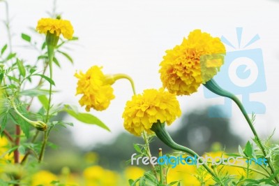 Marigold With Colorful Beauty Stock Photo