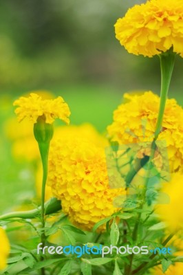 Marigold With Natural Green Stock Photo