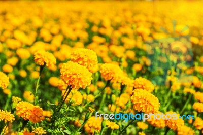 Marigold With Natural In Gardens Stock Photo