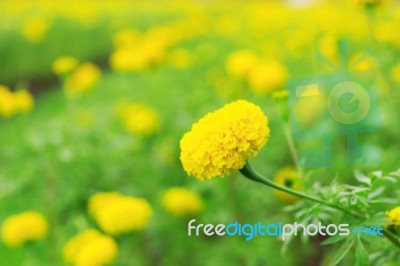 Marigold With Nature Stock Photo