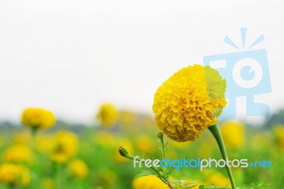 Marigold With Sky Stock Photo