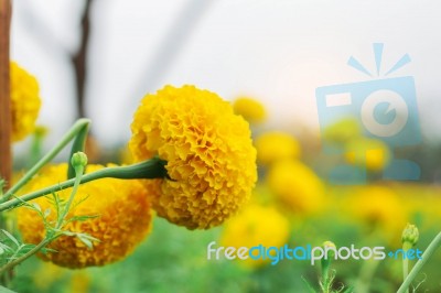 Marigold With Sky Background Stock Photo