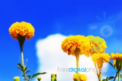 Marigold With The Blue Sky Stock Photo