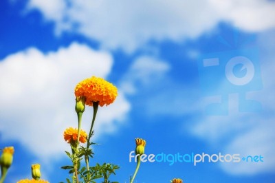 Marigold With The Blue Sky Stock Photo