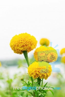 Marigold With White Background Stock Photo