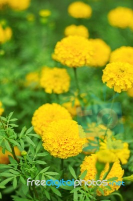 Marigolds And The Freshness Stock Photo