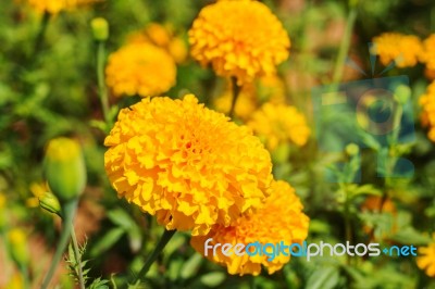 Marigolds In Garden Stock Photo