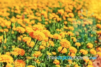 Marigolds In The Garden Stock Photo