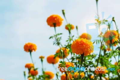 Marigolds In The Garden At Sky Stock Photo