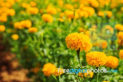 Marigolds On The Plantation Stock Photo