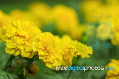 Marigolds With Background Blurred Stock Photo