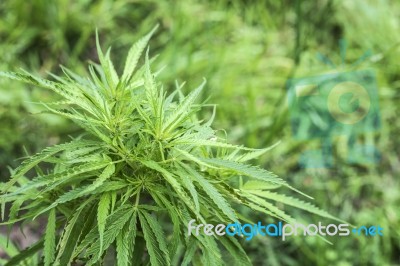 Marijuana Is Grown For Medical Purposes Stock Photo