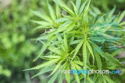 Marijuana Is Grown For Medical Purposes Stock Photo