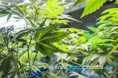 Marijuana Is Grown Under Fluorescent Lamps For Medical Purposes Stock Photo