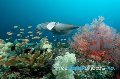 Marine Biota In Raja Ampat Indonesia Stock Photo