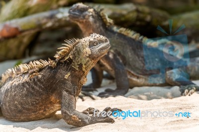 Marine Iguana On Galapagos Islands Stock Photo