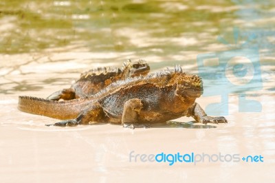 Marine Iguana On Galapagos Islands Stock Photo