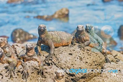 Marine Iguana On Galapagos Islands Stock Photo