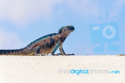 Marine Iguana On Galapagos Islands Stock Photo