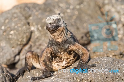 Marine Iguana On Galapagos Islands Stock Photo