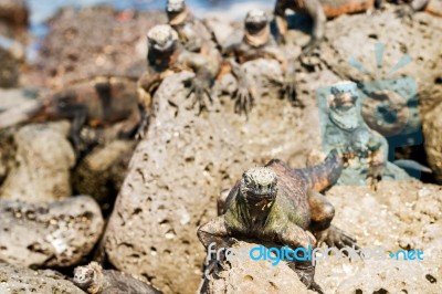 Marine Iguana On Galapagos Islands Stock Photo