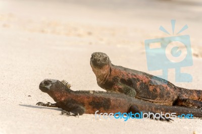 Marine Iguana On Galapagos Islands Stock Photo