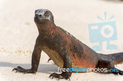 Marine Iguana On Galapagos Islands Stock Photo