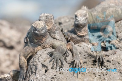 Marine Iguana On Galapagos Islands Stock Photo