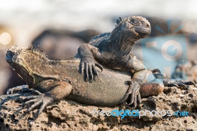 Marine Iguana On Galapagos Islands Stock Photo