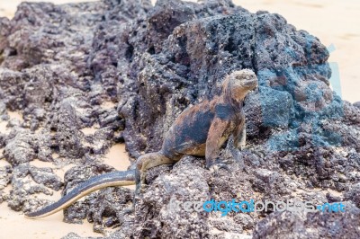 Marine Iguana On Galapagos Islands Stock Photo