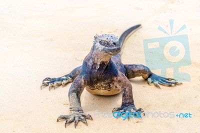 Marine Iguana On Galapagos Islands Stock Photo