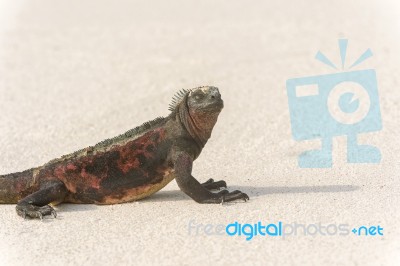 Marine Iguana On Galapagos Islands Stock Photo